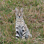 Serval