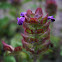 Selfheal