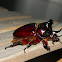 ox beetle