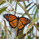 Viceroy