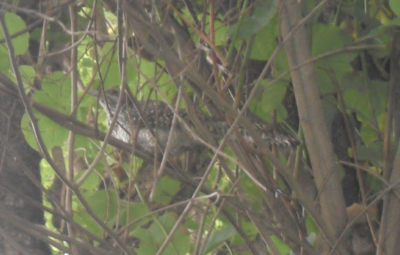 Spotting Image 1