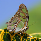 Malachite