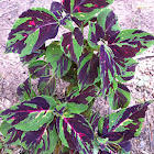 Colieus