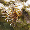 Zebra Lionfish
