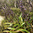 Dianella Tasmanica