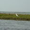 Egret