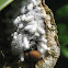 Skipper Caterpillar with parasites