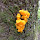 Fungi of TN