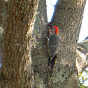 Red-bellied Woodpecker (male)