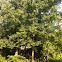 Black walnut