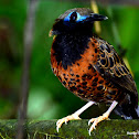 Ocellated Antbird
