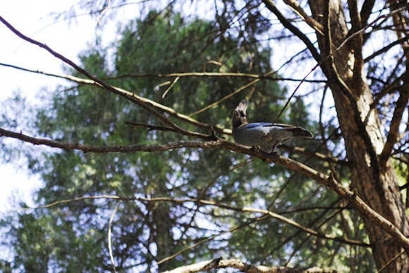 Spotting Image 1