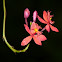 orchid