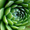 Succulent