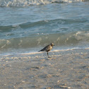 Black-Bellied Plover