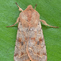 Speckled Green Fruitworm