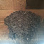 Swallow Nest