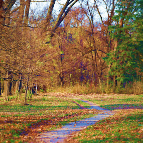 by Elena Cosma - Landscapes Forests