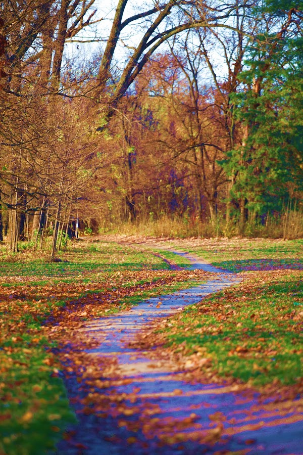 by Elena Cosma - Landscapes Forests