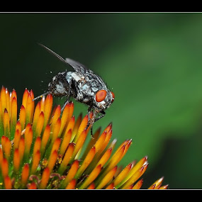 by Davorin Munda - Animals Insects & Spiders