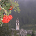 European Rowan