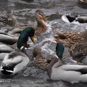 Gräsand (Mallard)