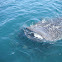 WHALE SHARK