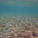 Herreras