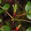 Oregon grape