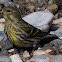 Serin; Verdecillo