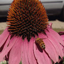 Honey Bee