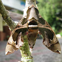 Hawk Moth