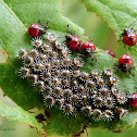 Stink bug hatchlings