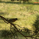 The Brambling