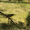 The Brambling