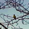 yellow finch