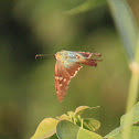 Long-tailed Skipper