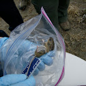 Western Harvest Mouse