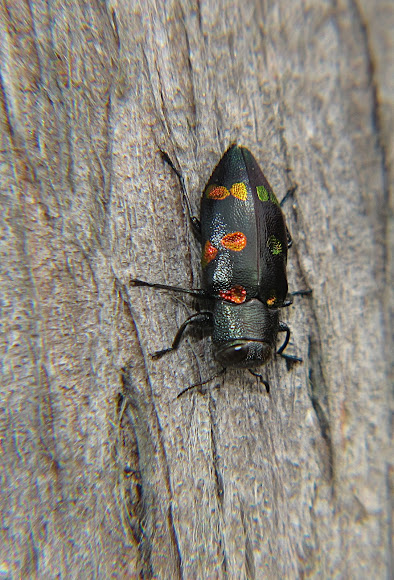 Metallic Woodboring Beetle  Project Noah