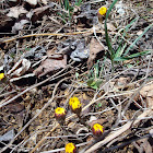 Coltsfoot
