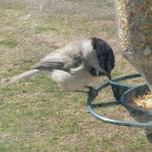 Carolina Chickadee