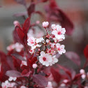 Purple leaf sand Cherry