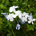 Blue Plumbago