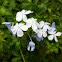 Blue Plumbago
