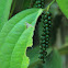 pepper plant