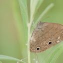 Carolina Satyr