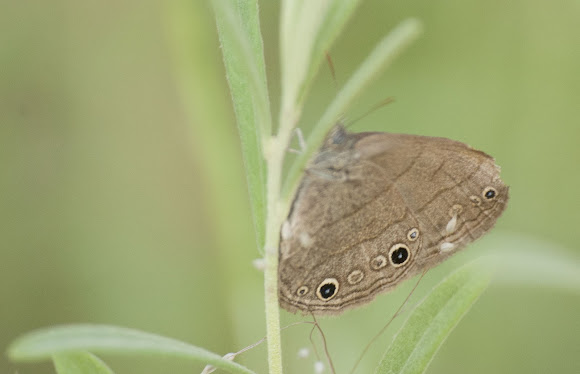 Spotting Image 1