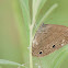Carolina Satyr
