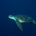 Green Sea Turtle