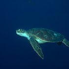 Green Sea Turtle